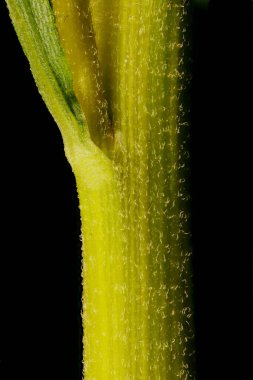 Kanada Goldenrod (Solidago canadensis). Kök Yakın Çekim