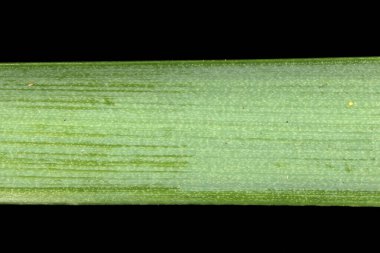 Sülün & apos; s-Eye Nergis (Narcissus Poeticus). Yaprak Kapanışı