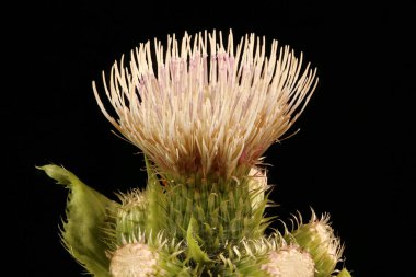 Lahana devedikeni (Cirsium oleraceum). Capitulum Kapanış