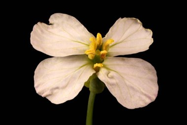 Bahçe Turpu (Raphanus raphanistrum subsp. Sativus). Çiçek Kapanışı