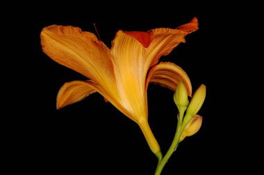 Turuncu Zambak (Hemerocallis fulva). Çiçek Kapanışı
