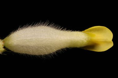 Böbrek Vetch (Anthyllis zafiyeti). Çiçek Kapanışı