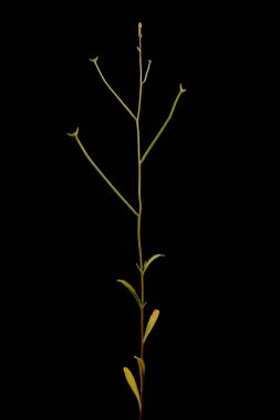 Gece Kokulu Stok (Matthiola longipetala). İnfructescence Yakın çekim