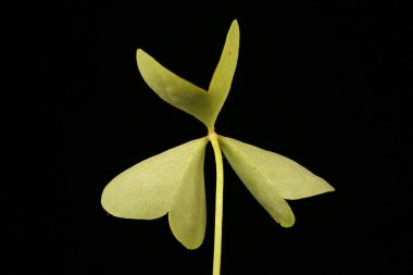 Düz Sarı Sorrel (Oxalis stricta). Yaprak Kapanışı