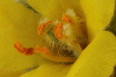 Yüce Mullein (Verbascum thapsus). Pistil ve Stamens Kapanış