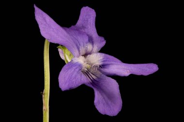 Heath Dog Violet (Viola canina). Çiçek Kapanışı