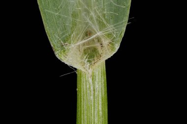 Sarı Tüylü Çim (Setaria pumila). Ligule Kapanışı