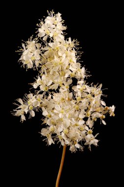 Meadowsweet (Filipendula ulmaria). Enfeksiyon. Yakın çekim.