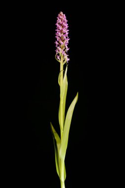 Erken Marsh Orkidesi (Dactylorhiza incarnata). Alışkanlık