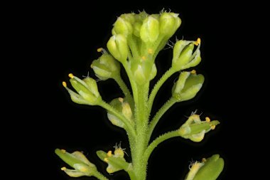 Yoğun çiçekli Pepperwort (Lepidium yoğunluğu). Çiçekler yakın plan