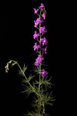 Çatallı Larkspur (Consolida regalis). Enfeksiyon. Yakın çekim.