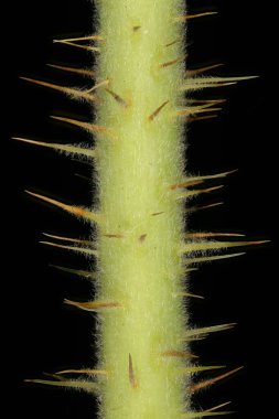 Japon Gülü (Rosa rugosa). Kök ve Omurga Kapatma