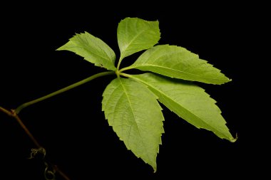 Thicket Creeper (Parthenocissus inserta). Yaprak Kapanışı