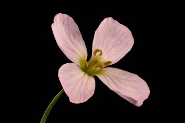 Karabuğday (Cardamine pratensis). Çiçek Kapanışı