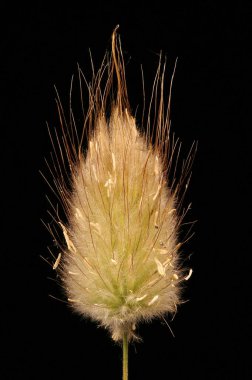 Hare & apos; 's Tail (Lagurus ovatus). Enfeksiyon. Yakın çekim.