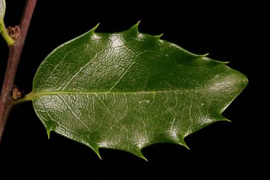 Holly (Ilex aquifolium). Yaprak Kapanışı