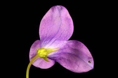 Bellflower (Campanula patula) yayılıyor. Anomali (Üç Yapraklı) Çiçek Kapanışı