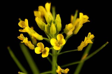 Treacle-Mustard (Erysimum cheiranthoides). Inflorescence Detay Kapatma