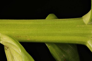 Hollanda Zambağı (Lilium x hollandicum). Kök Yakın Çekim