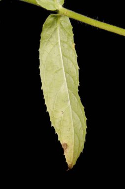 Great Willowhere (Epilobium hirsutum). Yaprak Kapanışı
