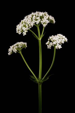Valerian (Valeriana officinalis). Enfeksiyon. Yakın çekim.