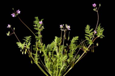 Yaygın Stork & apos; s-Bill (Erodyum cicutarium). Alışkanlık