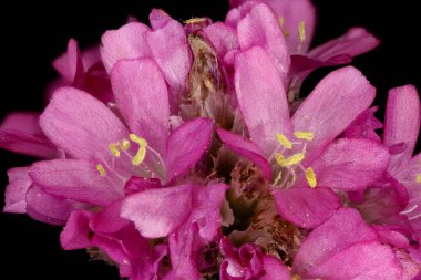 Thrift (Armeria maritima). Çiçekli Capitulum Ayrıntısı Kapatma