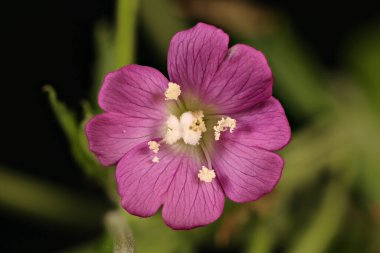 Great Willowhere (Epilobium hirsutum). Çiçek Kapanışı