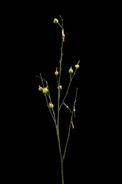 Branded St. Bernard & apos; s-Lily (Anthericum ramosum). İnfructescence Yakın çekim