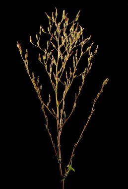 Dikenli Marul (Lactuca serriola). Enfeksiyon. Yakın çekim.