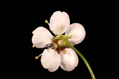 Cüce Kiraz (Prunus cerasus). Çiçek Kapanışı