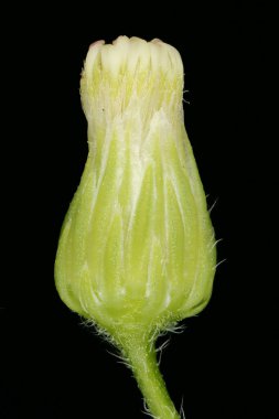 Kanadalı Fleabane (Conyza canadensis). Capitulum Kapanış