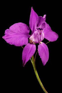 Çatallı Larkspur (Consolida regalis). Çiçek Kapanışı