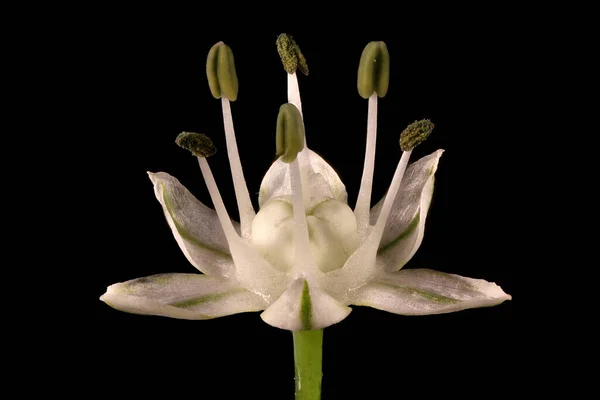 Onion Allium Cepa Flower Closeup — Stock Photo, Image