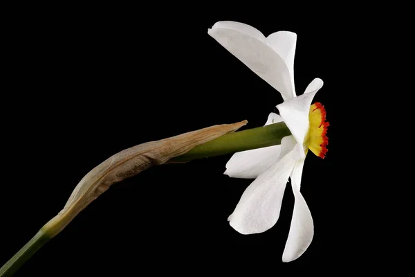 Faisão Apos Eye Daffodil Narcissus Poeticus Fecho Flor — Fotografia de Stock