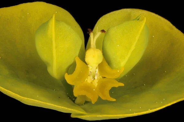Yaprak Temizleme Euphorbia Virgata Cyathia Kapanış — Stok fotoğraf