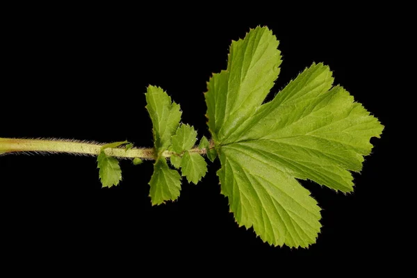 東アベンツ Geum Aleppicum 葉の閉まり — ストック写真