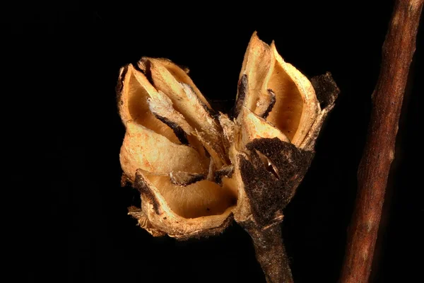 Scheinorange Philadelphus Coronarius Nahaufnahme Von Obst — Stockfoto