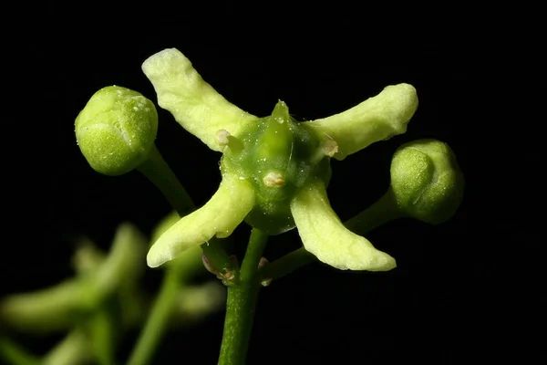Fuso Euonymus Europaeus Fecho Flor — Fotografia de Stock