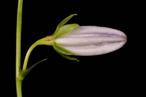 Персиковый Колокольчик Campanula Persicifolia Цветочный Бутон — стоковое фото