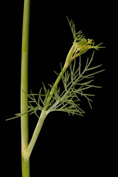 Dill Anethum Graveolens Primeros Planos Hoja — Foto de Stock