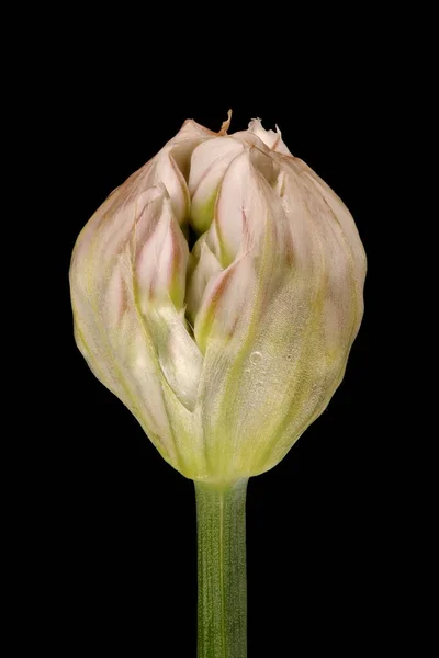 Chines Chives Allium Rahabum Молодой Инфлюоресценции Крупным Планом — стоковое фото