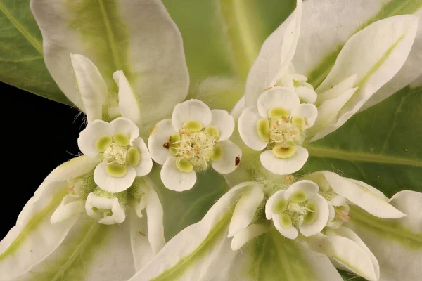 Vit Margined Spurge Euphorbia Marginata Blomstã Llning Detalj Närbild — Stockfoto