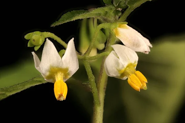 Fekete Nightshade Solanum Nigrum Infloreszcencia Közeli — Stock Fotó