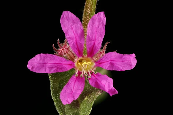 Purple Loosestrife Lythrum Salicaria 플라워 클로즈업 — 스톡 사진