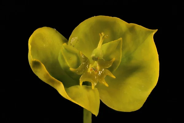 Espurga Folhosa Euphorbia Virgata Cyathia Closeup — Fotografia de Stock