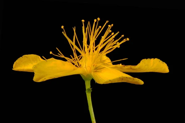 John Apos Wort Hypericum Perforatum Delin Çiçek Kapanışı — Stok fotoğraf
