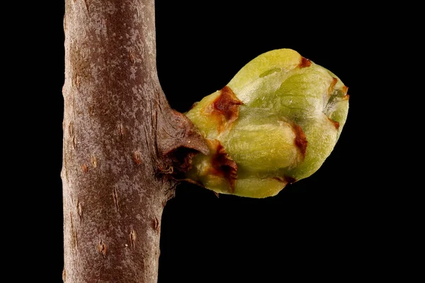 Staff Vine Celastrus Orbiculatus Hoja Bud Primer Plano —  Fotos de Stock