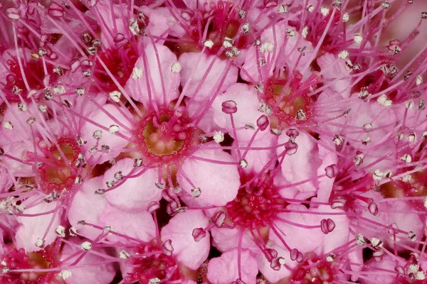 Ιαπωνική Spiraea Spiraea Japonica Κλείσιμο Λουλουδιών — Φωτογραφία Αρχείου