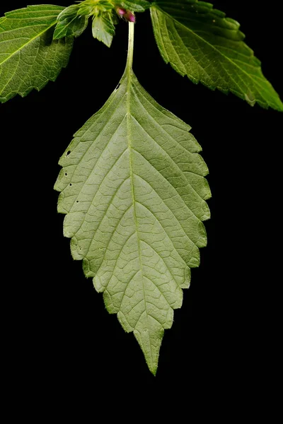 Cânhamo Urtiga Comum Galeopsis Tetrahit Closeup Folha — Fotografia de Stock